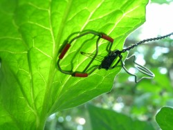 LT-1M Leaf Temperature sensor probe on leaf